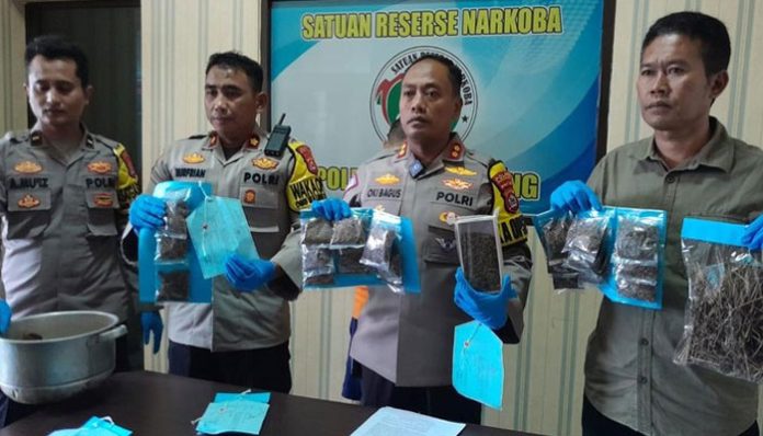 polres-pandeglang-tunjukkan-barang-bukti-ganja