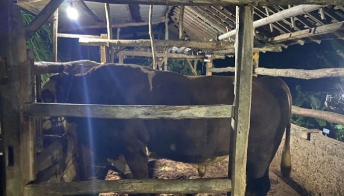 sapi-seruduk-pemiliknya