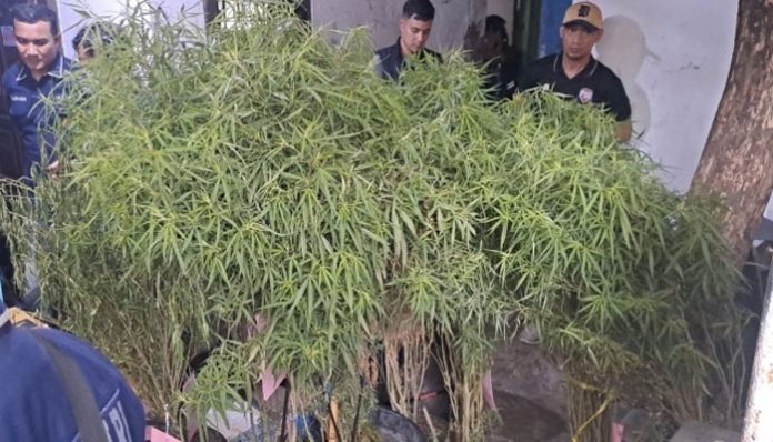 ganja-rumahan-cengkareng