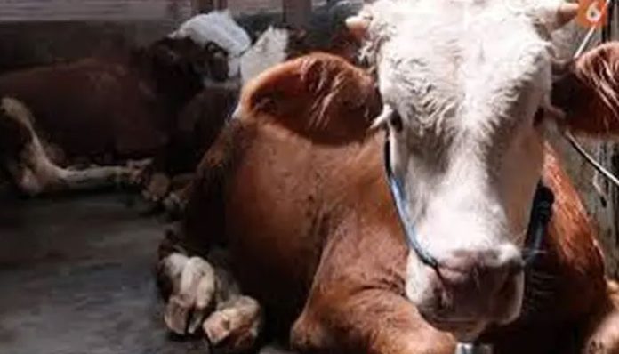 sapi-pmk